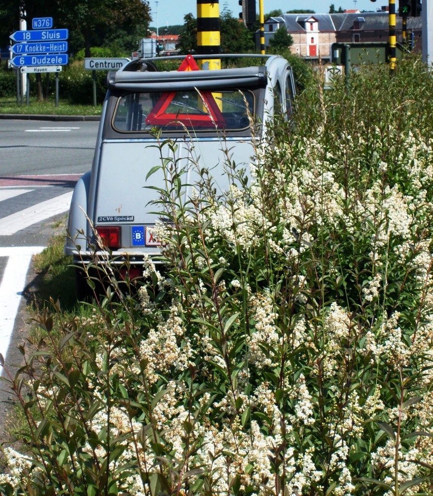 S5001813