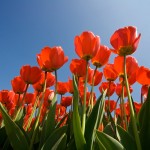 tulpen tulpen